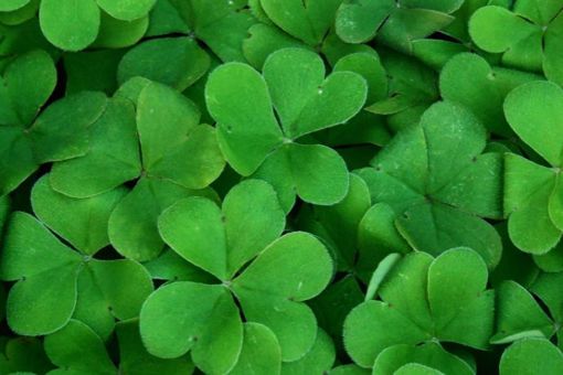 History of the Shamrock