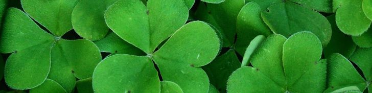 The History of the Shamrock