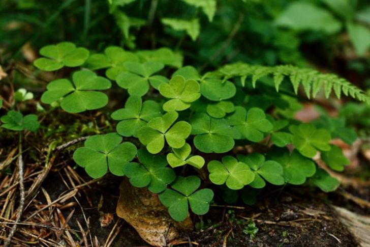 Shamrock plant