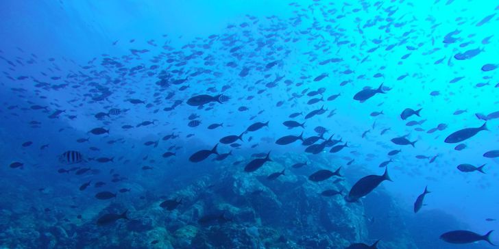 A fin-dishly tricky quiz